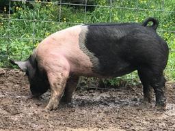 Hog - Wacey Moore Jr. - Lovelady FFA