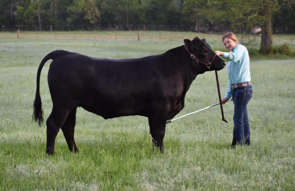 Steer - Kamillia LeBlanc - Kennard 4H