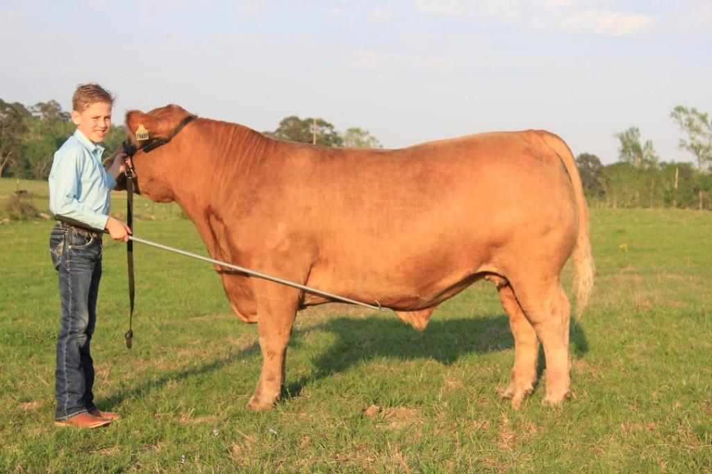 Steer - Coy Smith - Kennard 4H