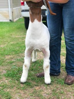 Goats - Kiersta Mock - Hardin FFA