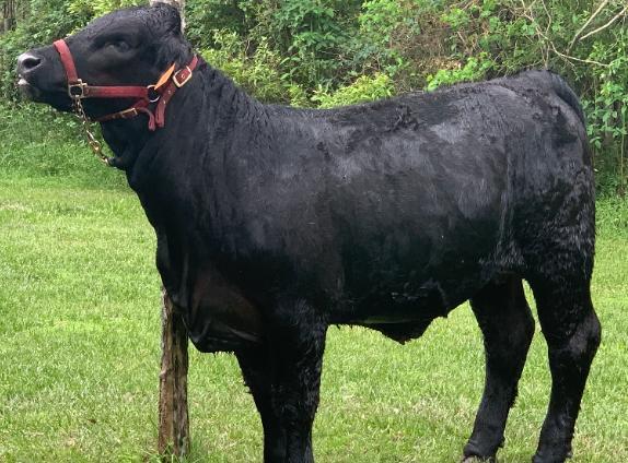 Heifers - Crissie Banning - Tarkington Jr FFA