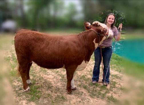 Heifers - Myria Schubbert - Tarkington FFA