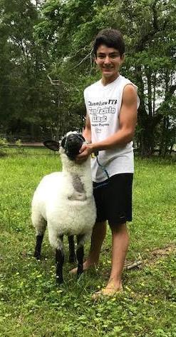 Lambs - Brandon Pitty - Tarkington 4-H