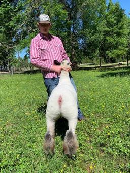 Lambs - Nathan Wells - Tarkington 4-H