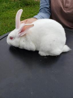 Rabbits - Jaxon Minx - Dolen 4-H