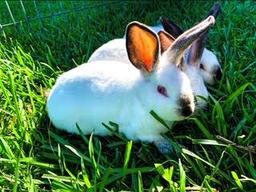 Rabbits - Trevor Abbott - Tarkington 4-H