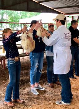 Broilers - Mallory Fitzgerald - Hardin Jr FFA