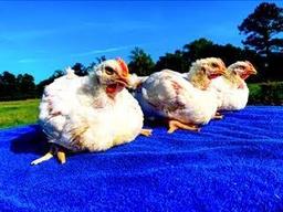 Broilers - Trevor Abbott - Tarkington 4-H