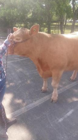 Market Steer - Angelina Vargas - Wunsche FFA