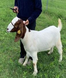 Market Goat - Rolyale Jackson - Dekaney FFA