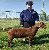 Market Goat - Jaelyn Blunt - Dekaney FFA