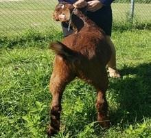 Market Goat - Jaelyn Blunt - Dekaney FFA