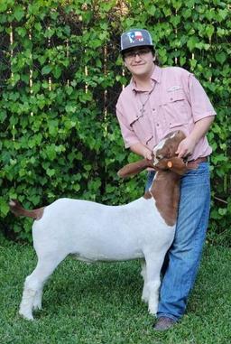 Market Goat - Casey Kelly - Spring FFA