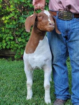 Market Goat - Casey Kelly - Spring FFA