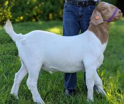 Market Goat - Waylon Velasco - Spring FFA