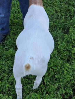 Market Goat - Waylon Velasco - Spring FFA