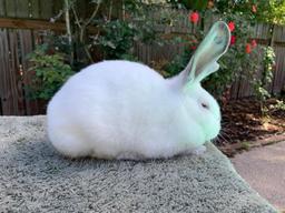 Single Fryer Rabbit - Jennifer Clark - Spring 4-H