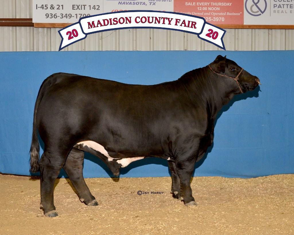 Grand Champion - Market Steers - James Kendel Cleere - Beef Club