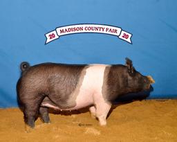 Grand Champion - Swine - Coy Measell - North Zulch 4-H