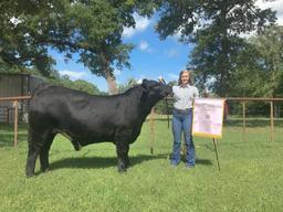 Reserve Champion - Market Steers - Madison Murphy - North Zulch 4-H