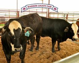 Reserve Champion - Penned Heifers - Levi Lovell - Madisonville 4-H