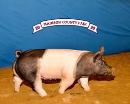 Reserve Champion - Swine - Preslie Munsey - North Zulch 4-H