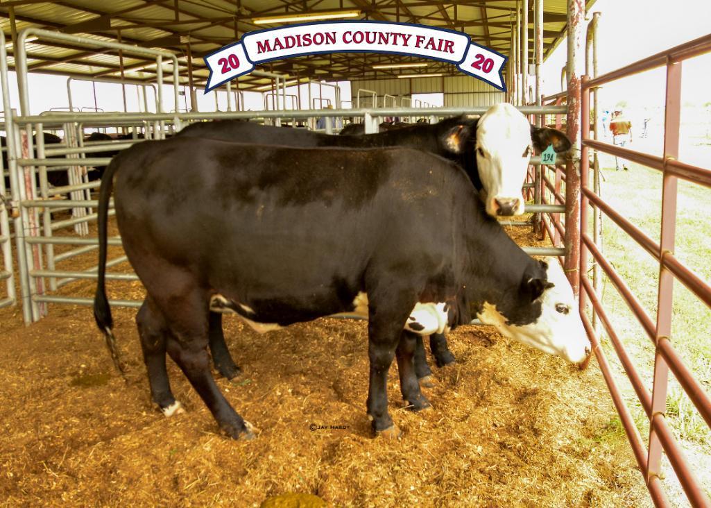 Penned Heifers - Brad Rudis - Beef Club