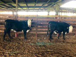 Penned Heifers - Brad Rudis - Beef Club