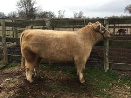 Market Steers - Cooper Staley - Madisonville FFA