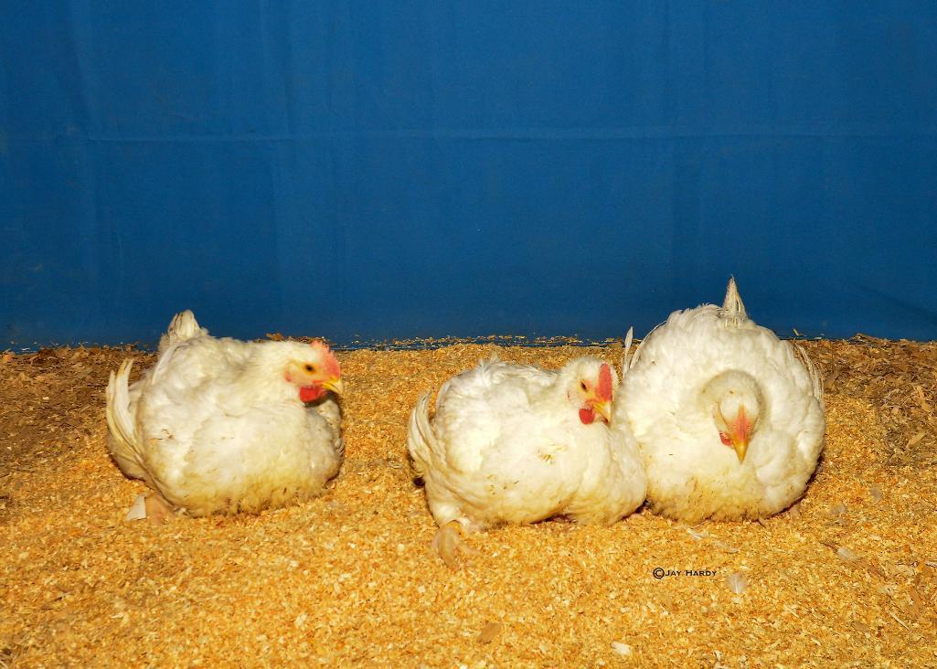 Poultry - Zoe McWhorter - Madisonville 4-H