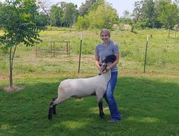 Sheep - Madalynn Regnold - North Zulch 4-H