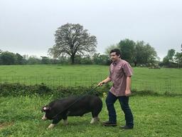 Swine - Caleb Corley - Madisonville FFA