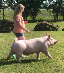 3rd Place Swine - Becca Branch - La Porte 4H - 7th Grade