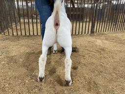 3rd Place Goat - Shyane Lundy - La Porte FFA - 12th Grade