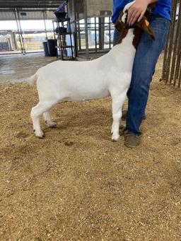 3rd Place Goat - Shyane Lundy - La Porte FFA - 12th Grade