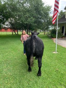 4th Place Steer Bella Stokley -La Porte Jr. FFA