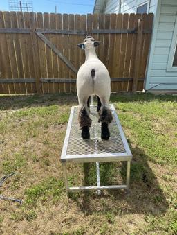 4th Place Lamb - Russel Goodrum - La Porte FFA