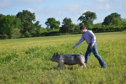 Grand Champion Swine - Hayden Hiser - La Porte FFA - 9th Grade