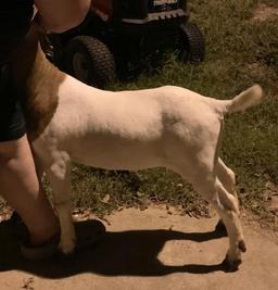 3rd Place Goat & Showmanship - Eryn Eaton - FFA