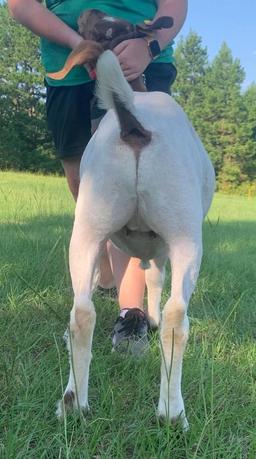 3rd Place Goat & Showmanship - Eryn Eaton - FFA