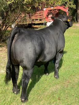 Grand Champion Steer & Showmanship - Gracie Tullos - 4H