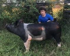 Reserve Champion Swine - Cole Hortman - 4H