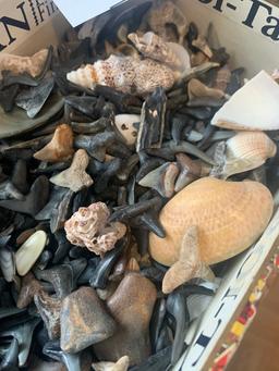 Huge Lot Of Shark Tooth And Shell Items For Jewelry Making