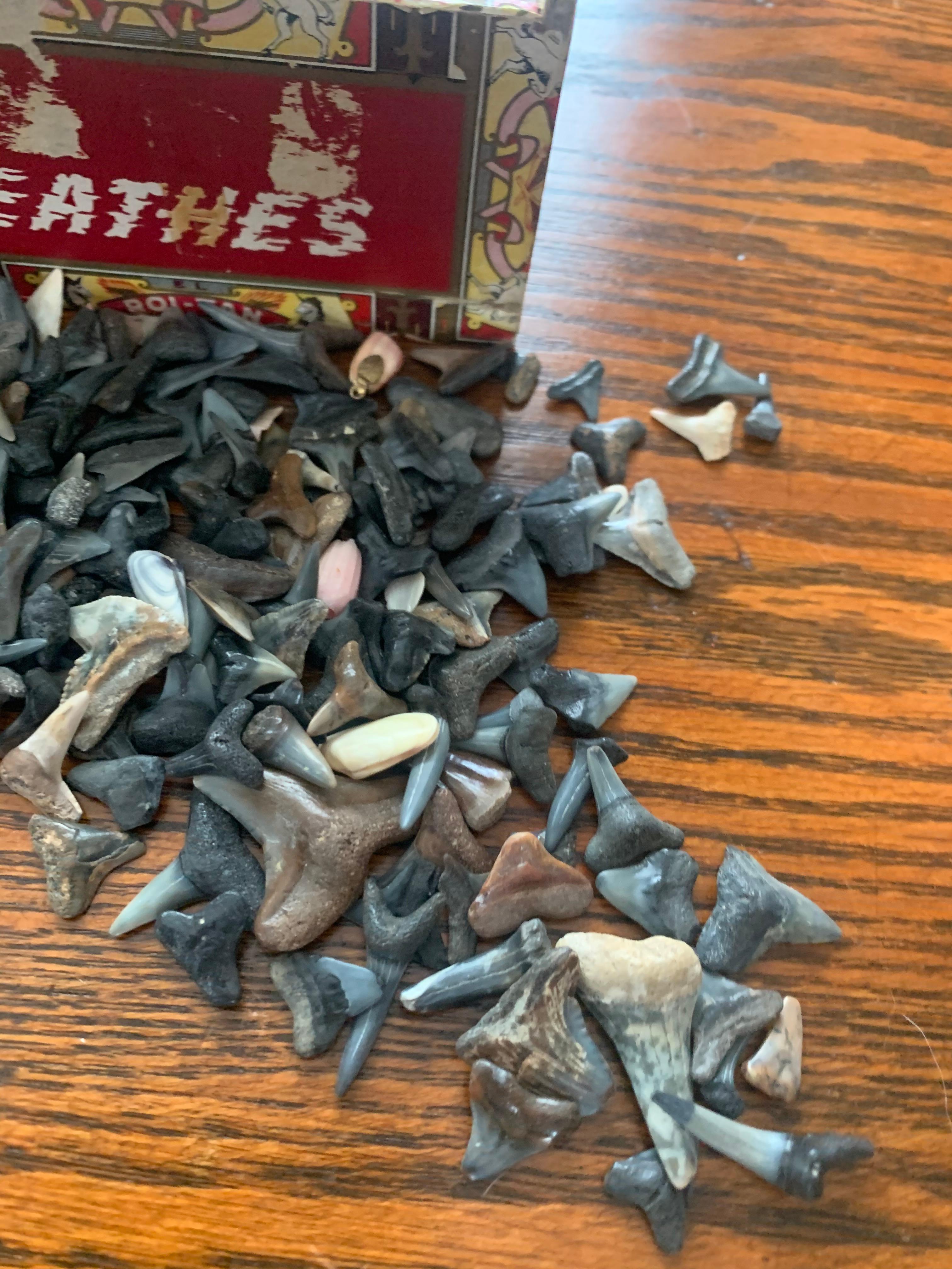 Huge Lot Of Shark Tooth And Shell Items For Jewelry Making