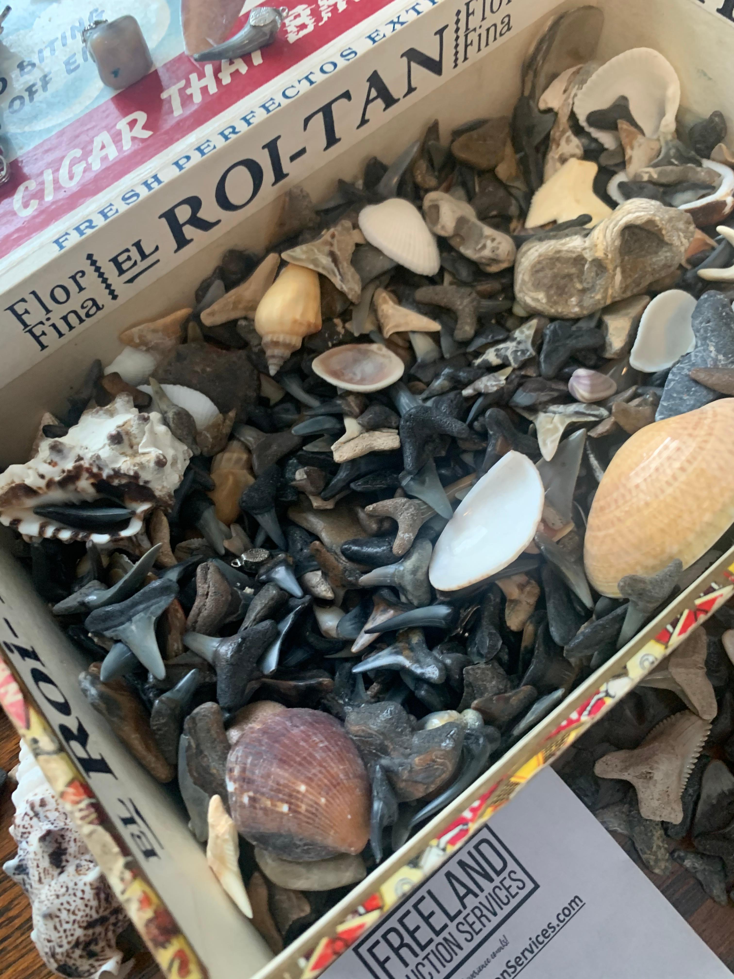 Huge Lot Of Shark Tooth And Shell Items For Jewelry Making