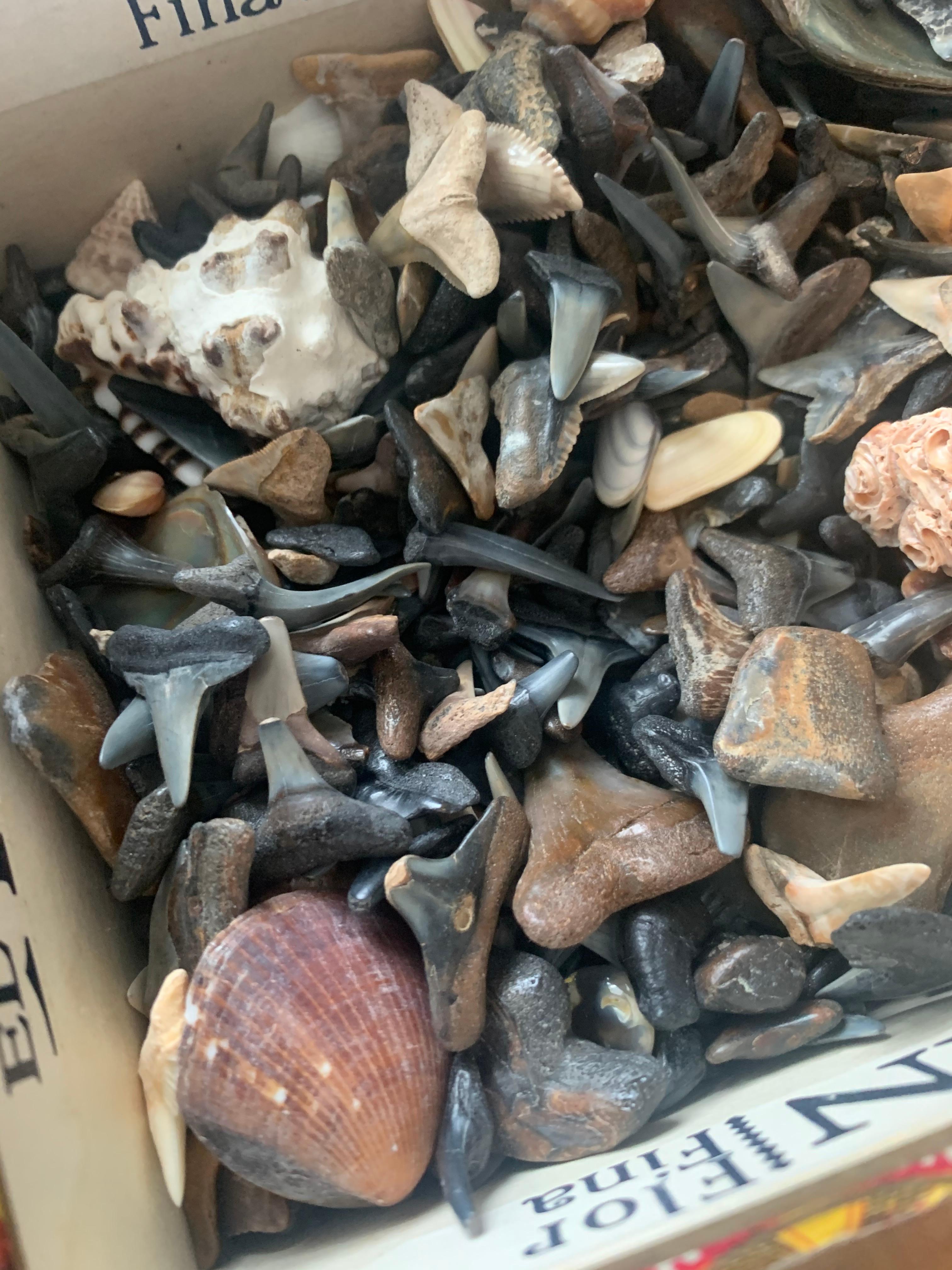 Huge Lot Of Shark Tooth And Shell Items For Jewelry Making