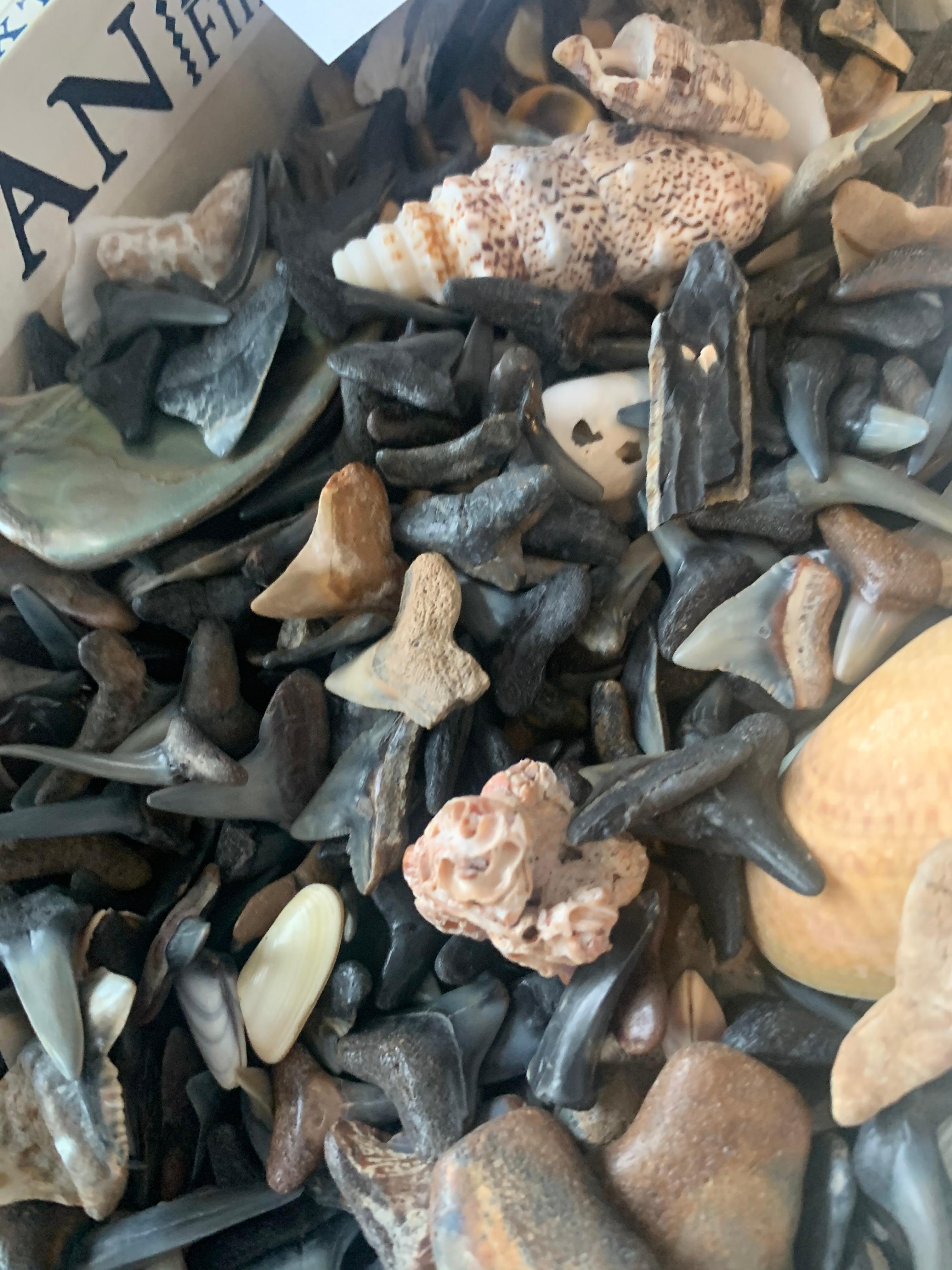 Huge Lot Of Shark Tooth And Shell Items For Jewelry Making