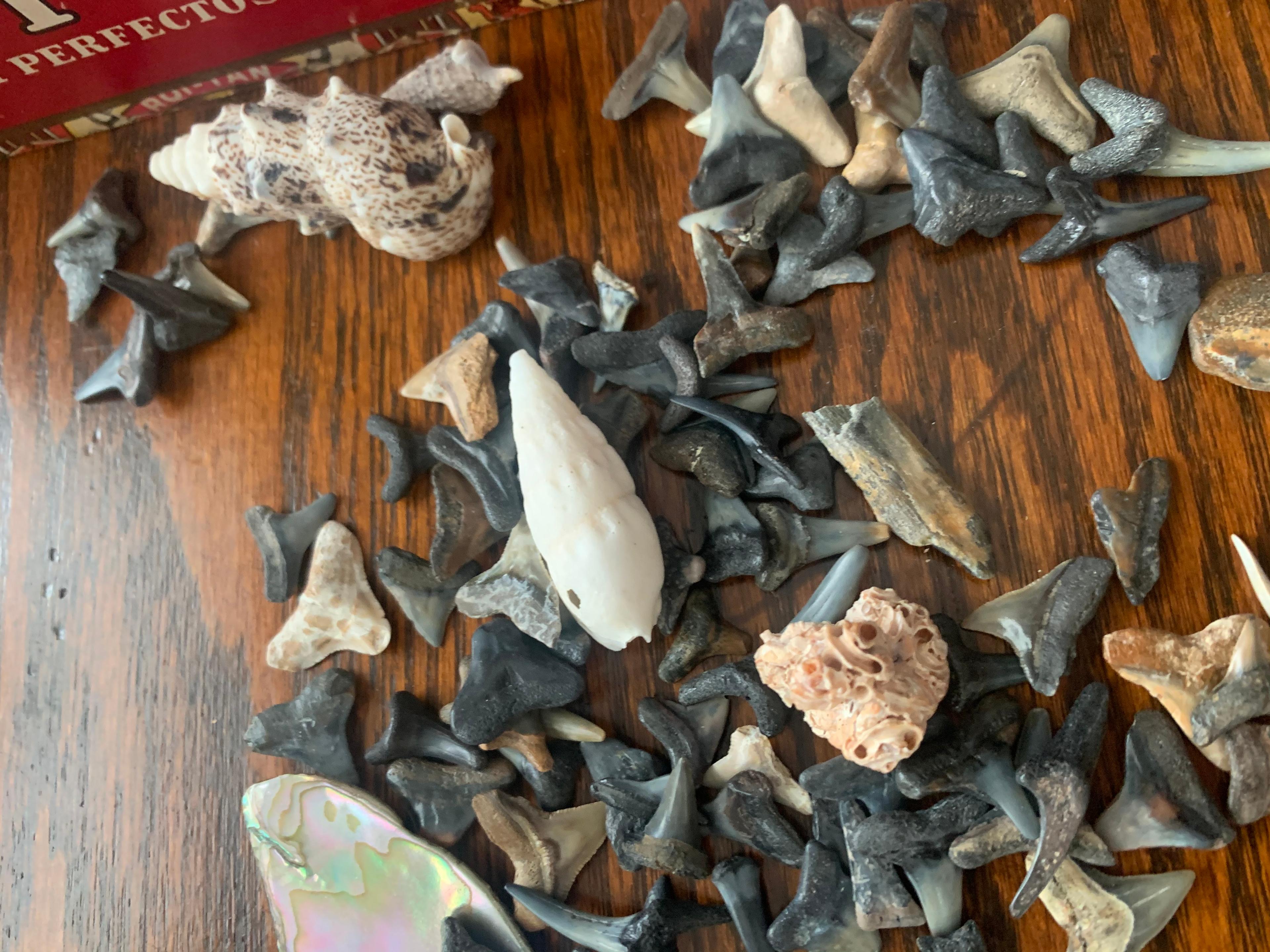 Huge Lot Of Shark Tooth And Shell Items For Jewelry Making