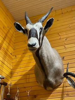 Gemsbok african mount