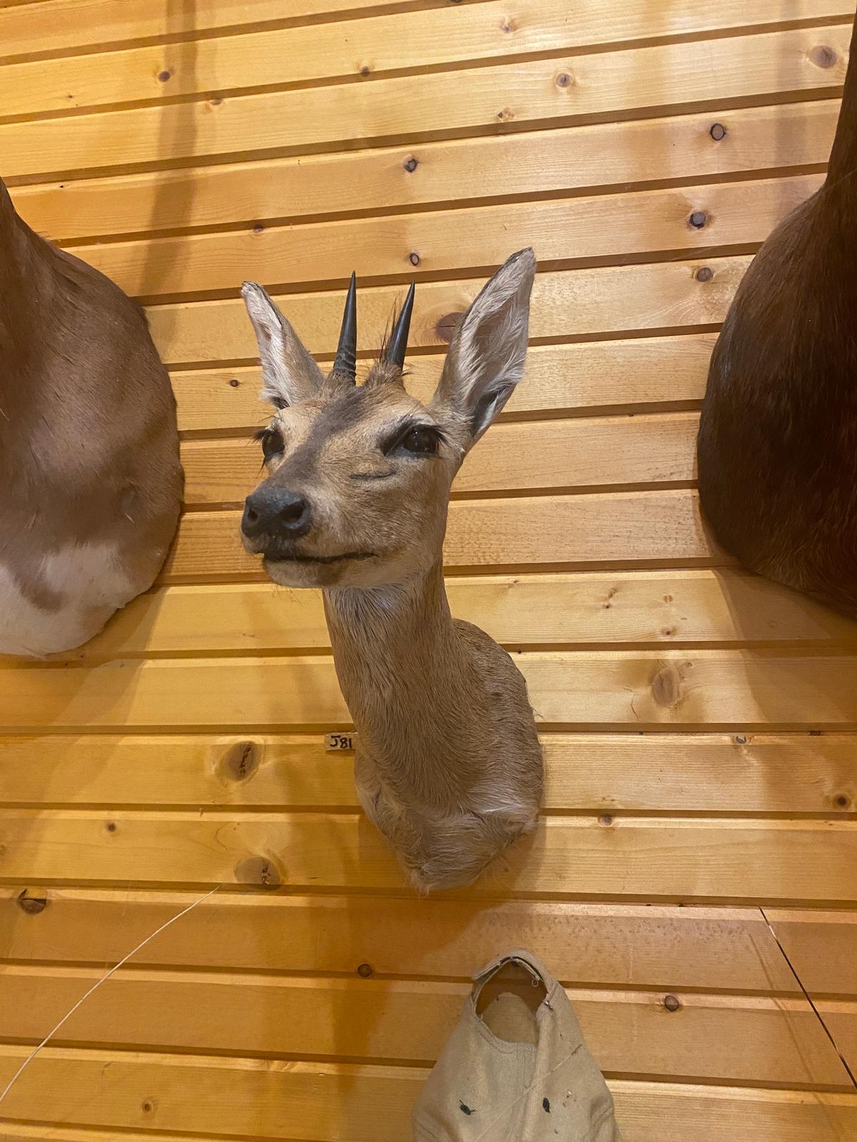 dik-dik mount